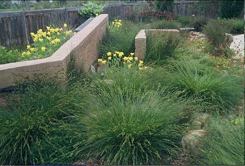 Carex pansa