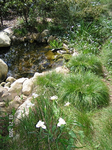 Carex pansa