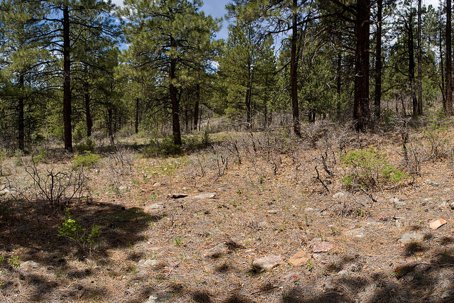 Laiche à petites fleurs (Carex parviflora)