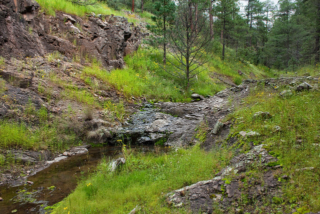 Laîche pauciflore (Carex pauciflora)
