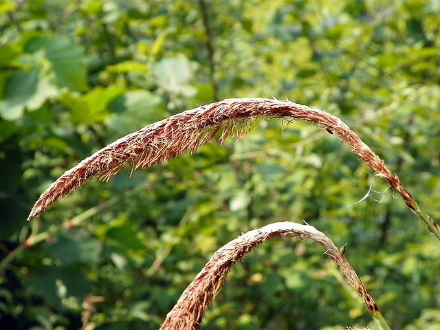 Laîche à épis pendants
