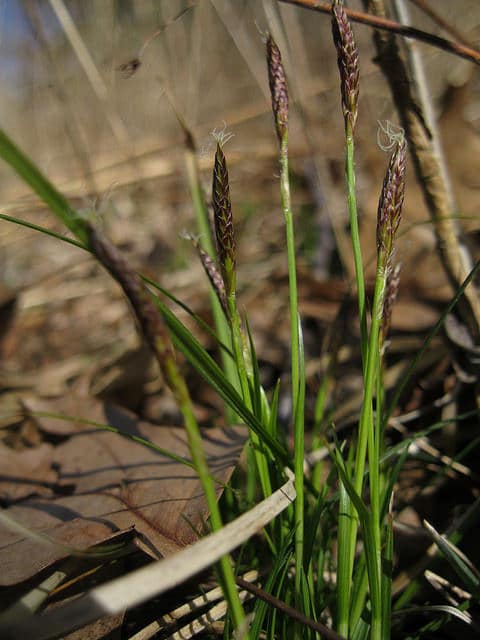 Carex pensylvanica