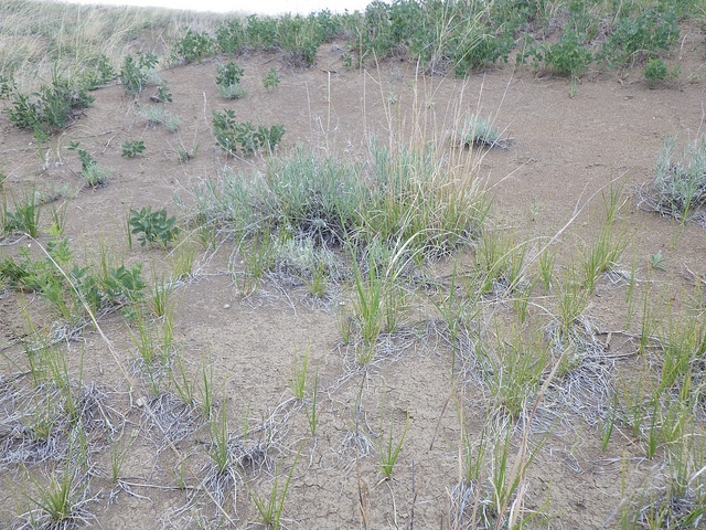 Carex pensylvanica