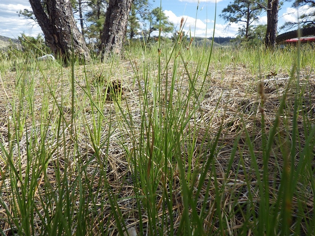 Carex pensylvanica