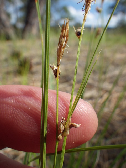 Carex pensylvanica
