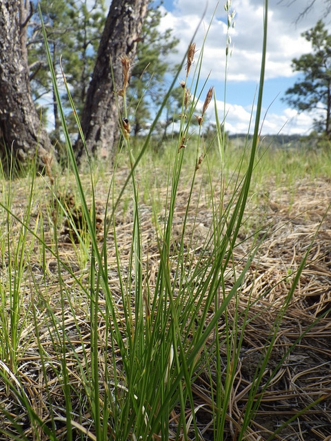 Carex pensylvanica