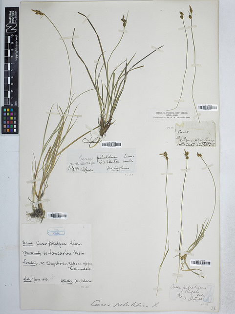 Laiche à boulettes (Carex pilulifera)