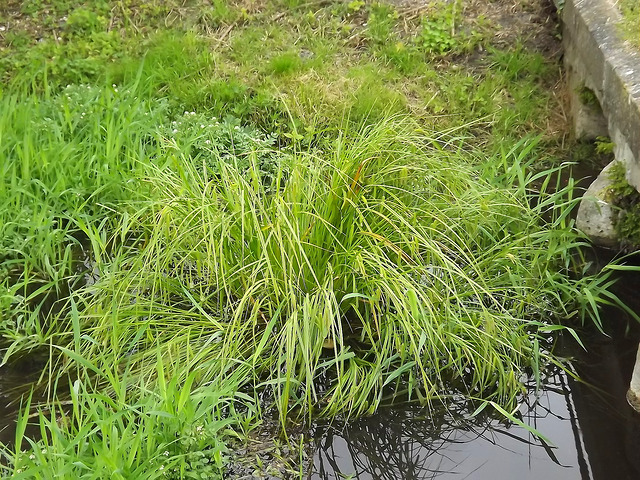 Laîche faux souchet (Carex pseudocyperus)