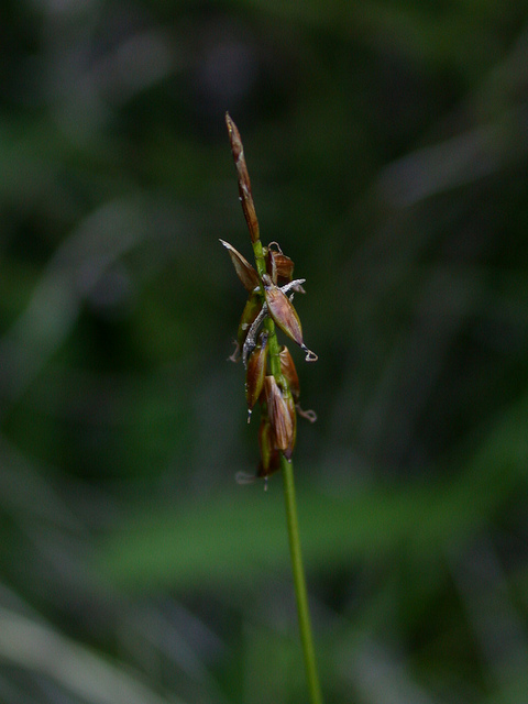 Laîche puce (Carex pulicaris)