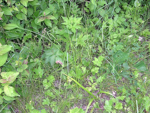 Carex radiata (Carex radiata)