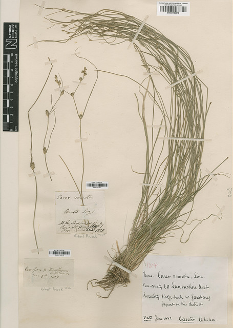 Laiche à épis espacés (Carex remota)