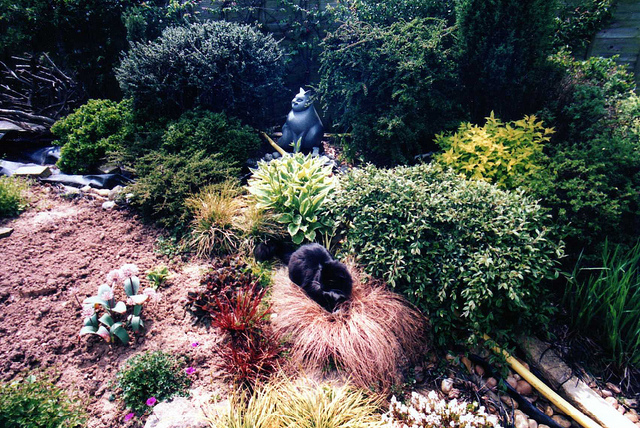 Laiche rampante (Carex repens)