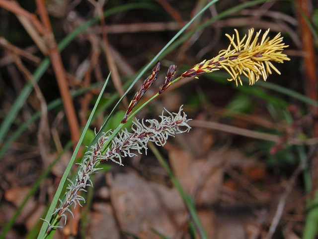 Laiche à ampoules (Carex rostrata)