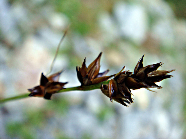Laiche en épis (Carex spicata)