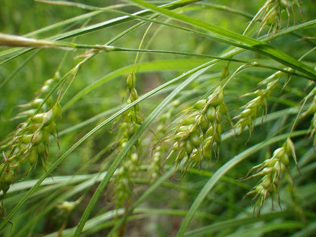 Carex sprengelii (Carex sprengelii)
