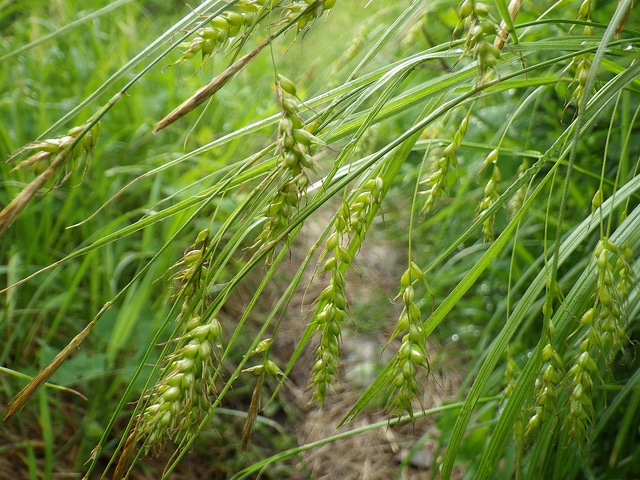 Carex sprengelii