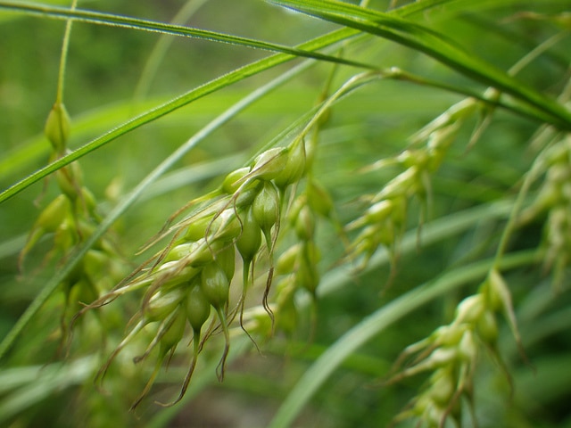 Carex sprengelii