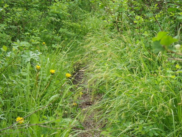Carex sprengelii