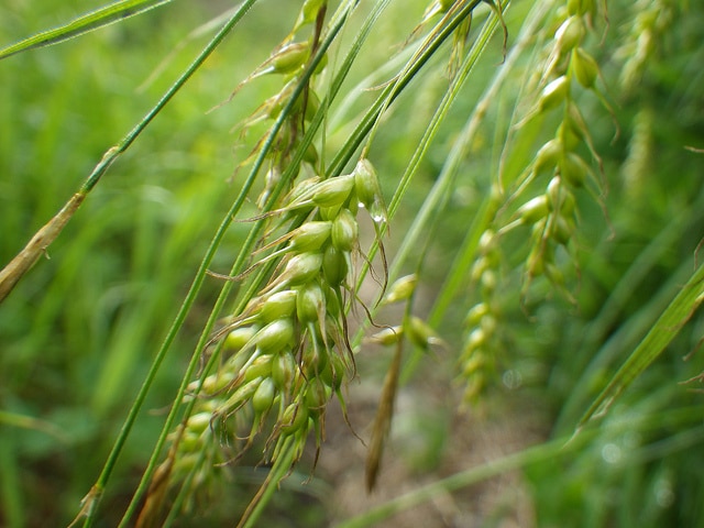 Carex sprengelii