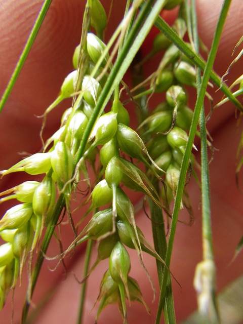 Carex sprengelii