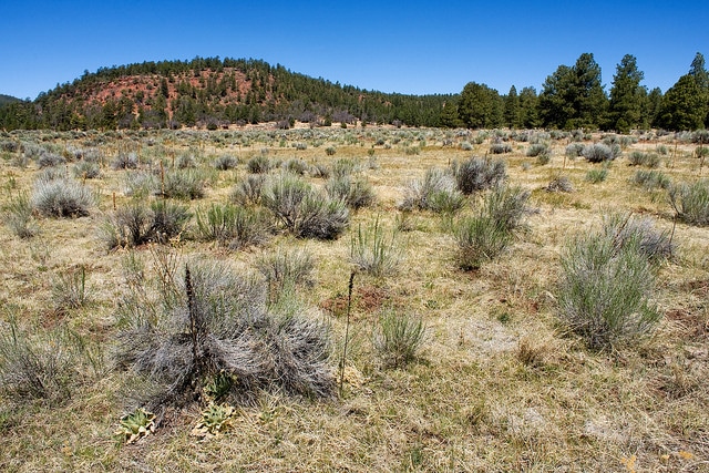 Carex squarrosa (Carex squarrosa)