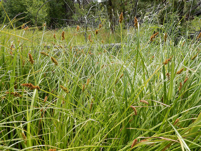 Carex stipata (Carex stipata)