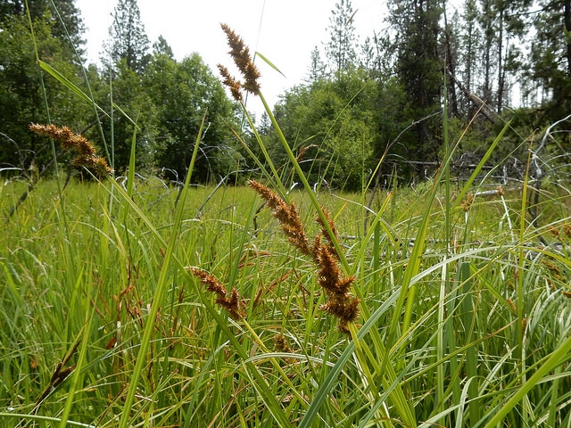Carex stipata