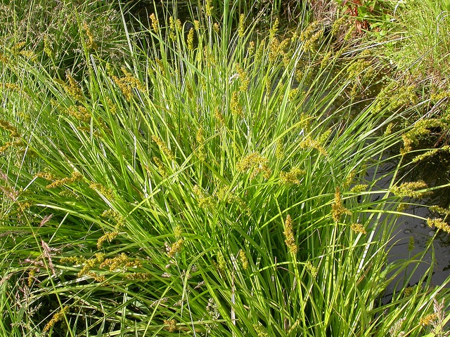 Carex stipata