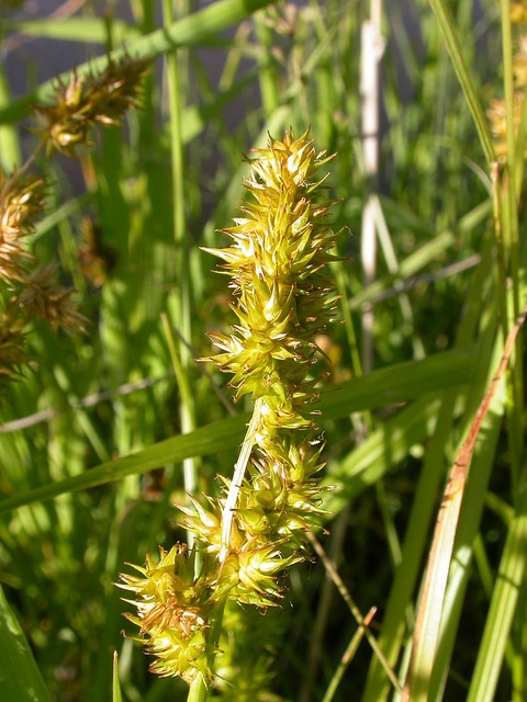 Carex stipata