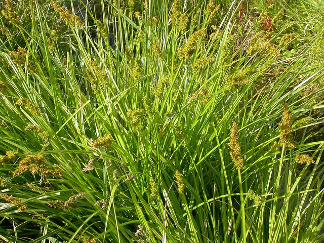 Carex stipata
