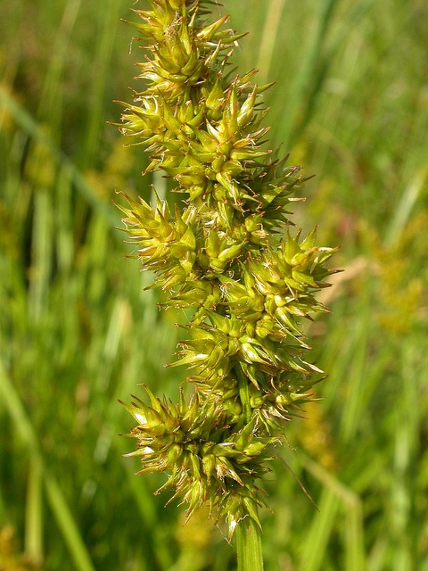 Carex stipata