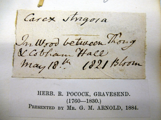 Laiche à épis grêles (Carex strigosa)