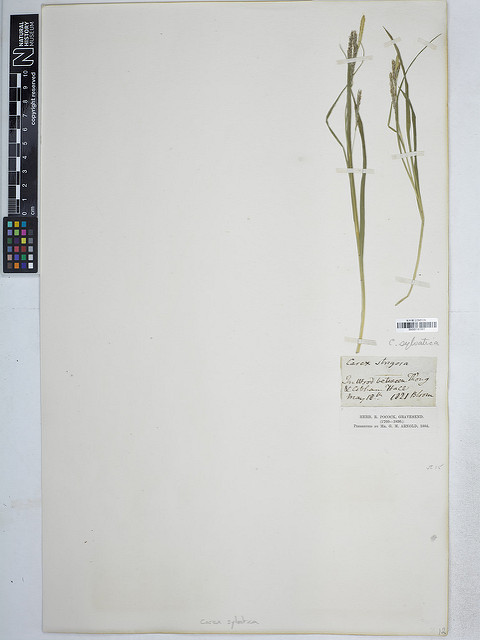 Laîche des bois (Carex sylvatica)