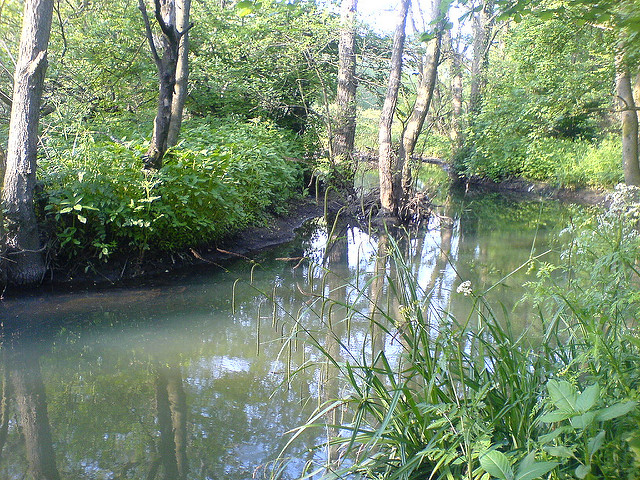 Laîche des bois