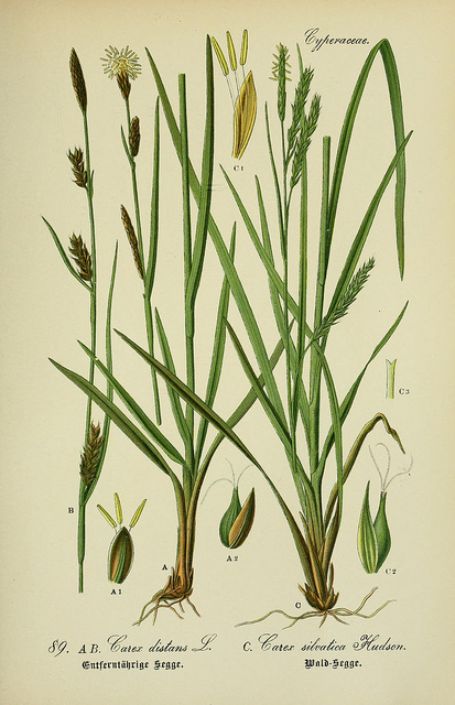 Laîche des bois