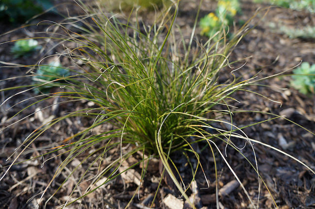 Carex testacea