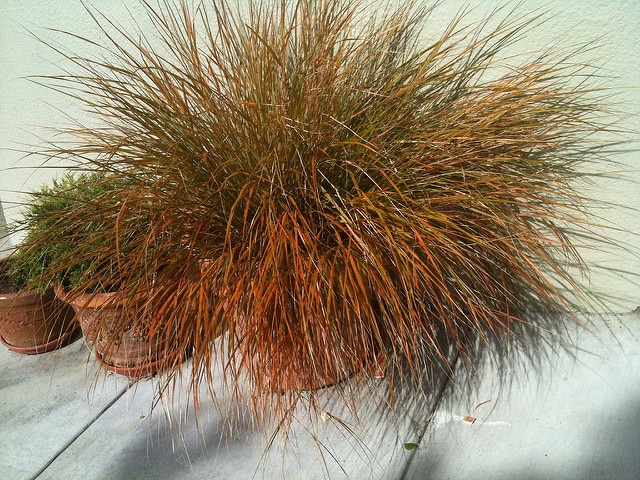 Carex testacea (Carex testacea)