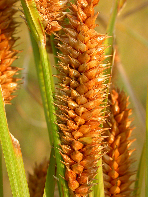 Carex utriculata