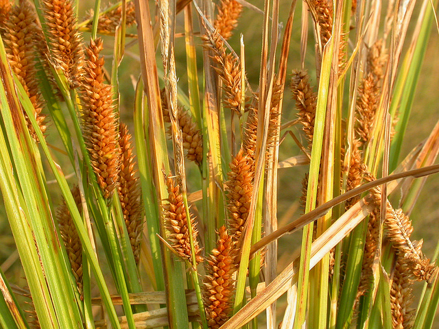 Carex utriculata