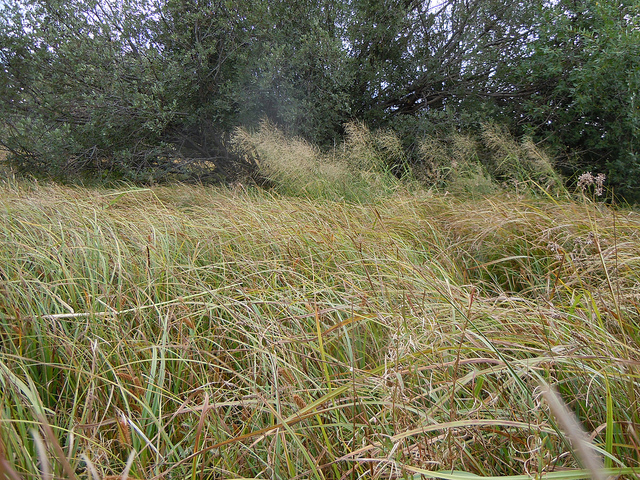 Carex utriculata