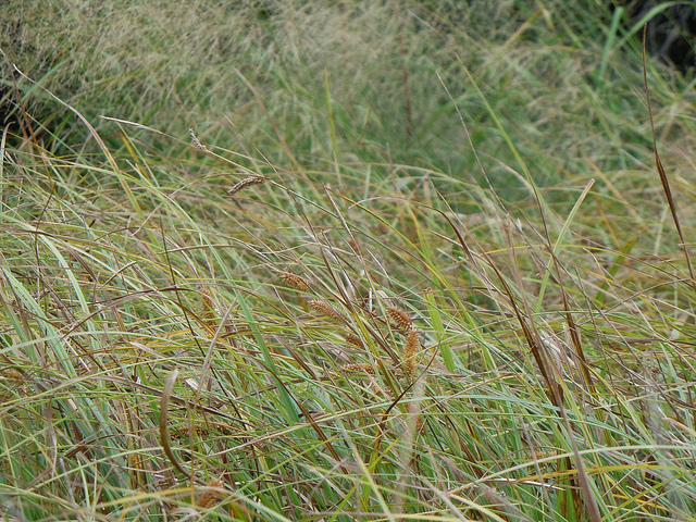 Carex utriculata