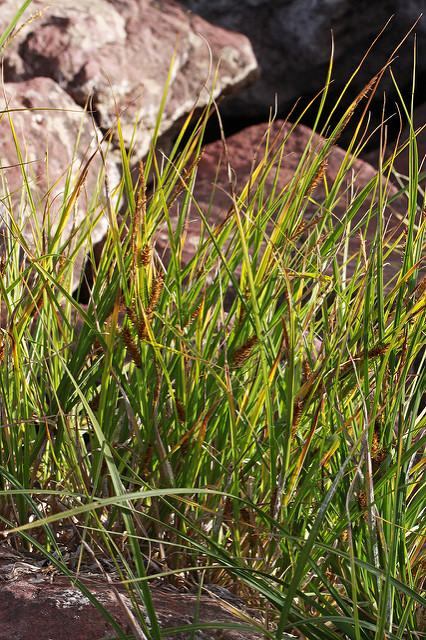 Laiche à utricules renflés