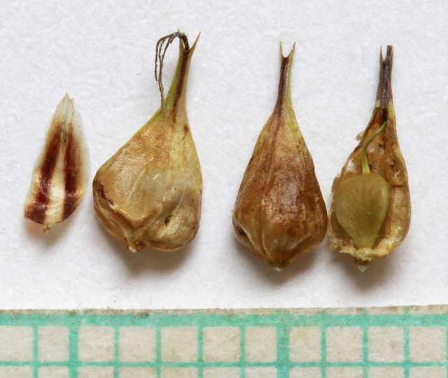 Laiche à utricules renflés (Carex vesicaria)