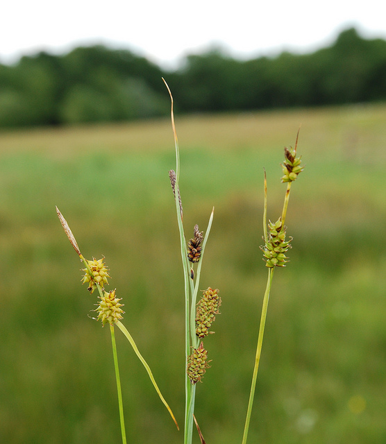 Laiche tardive (Carex viridula)