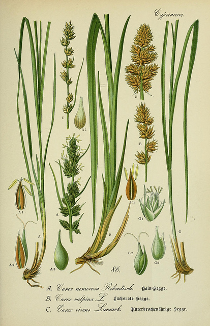 Laîche des renards (Carex vulpina)