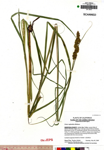 Carex vulpinoidea (Carex vulpinoidea)