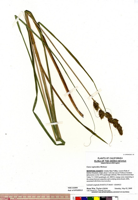 Carex vulpinoidea