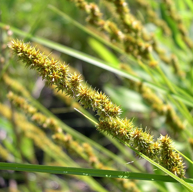 Carex vulpinoidea