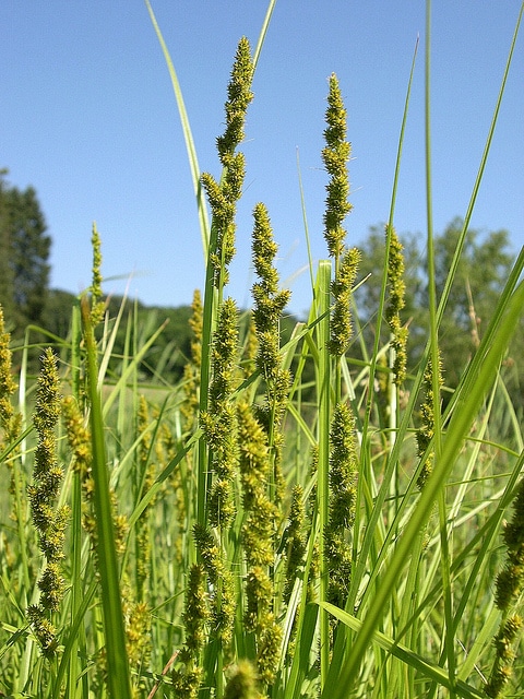 Carex vulpinoidea