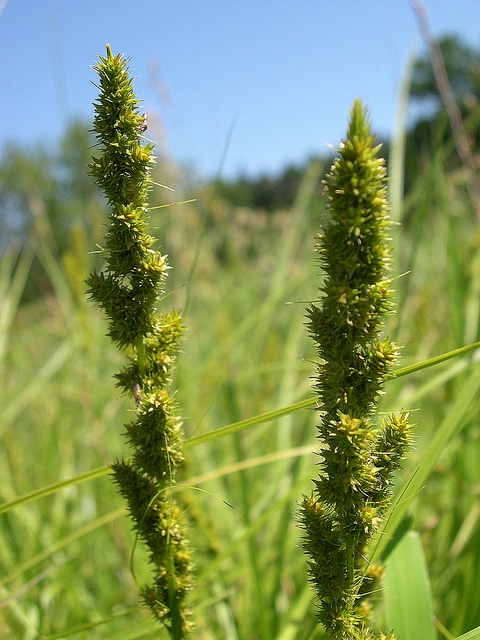 Carex vulpinoidea